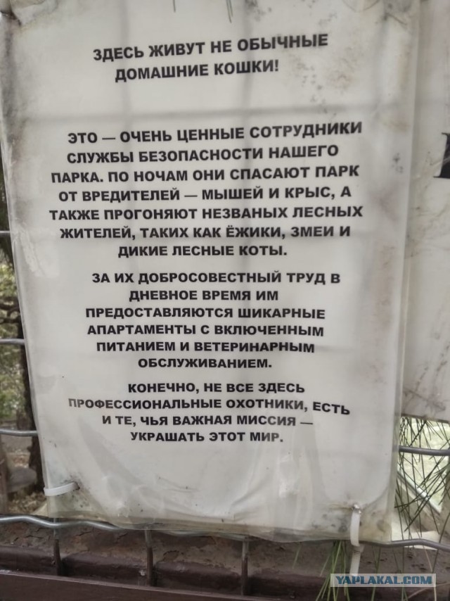 Европейский лесной кот