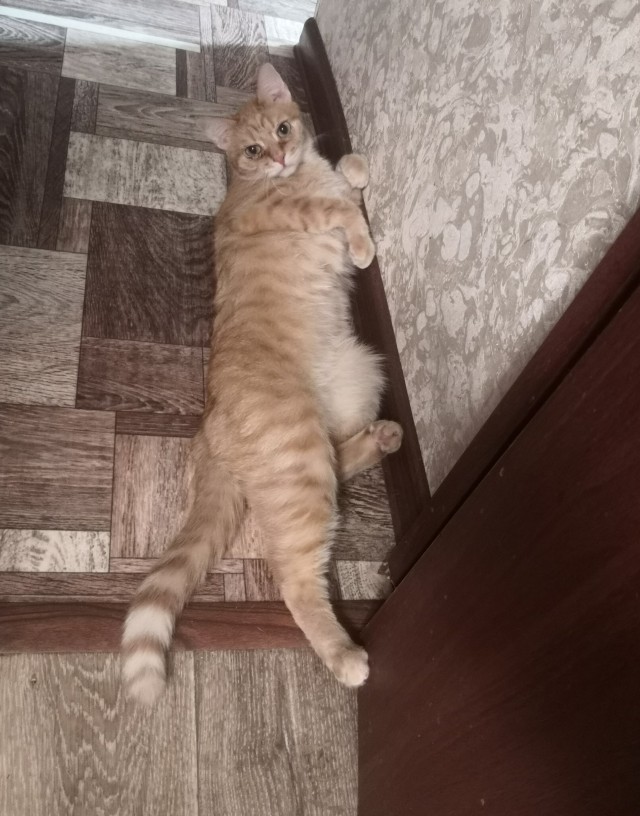 Пройдемся по котикам?!