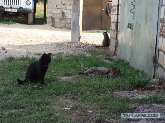 Котята просят есть