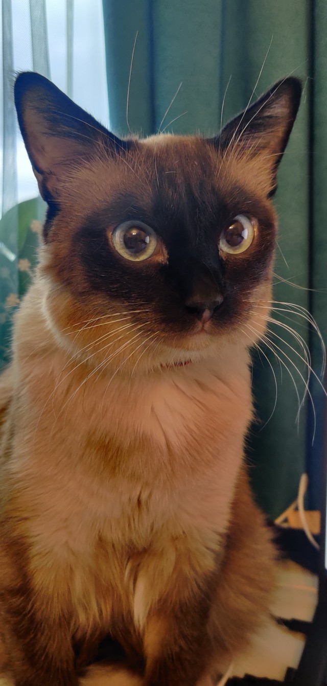 Котовторник, просто Барс