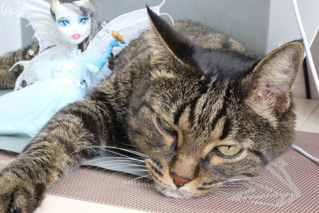 Начинаем котофторник?