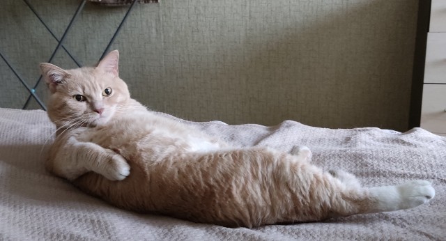 Котовторник! 16+ Коллеги-рабы, отмечаемся, у кого хозяину много лет!