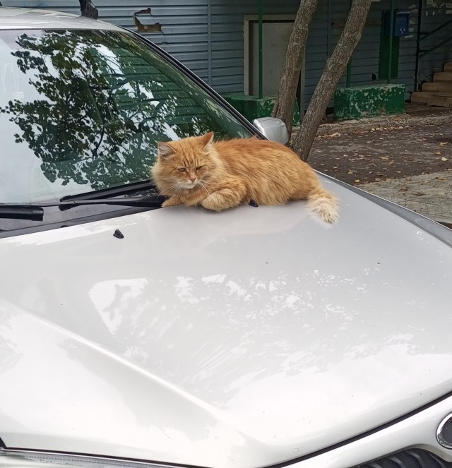 Котовторник Рыжих