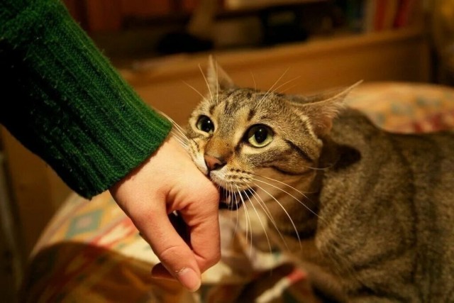 Язык жестов кошек: Сигналы,которые передают питомцы.