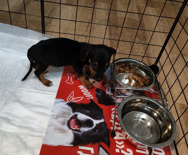 Хвостатое пополнение