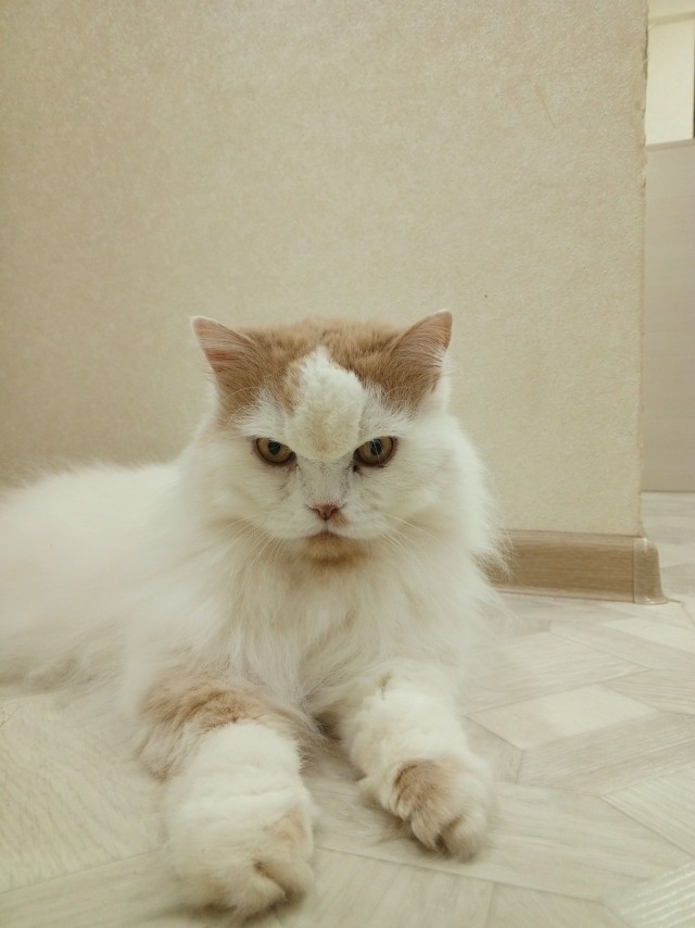 Кото-вторник