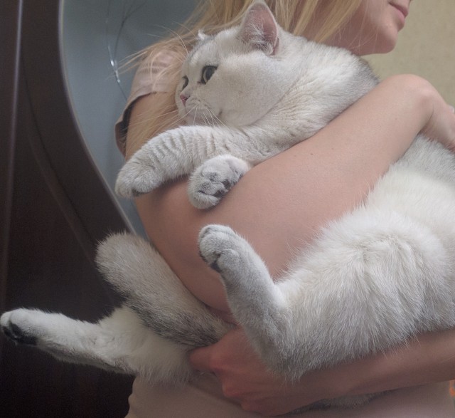 Толстые коты