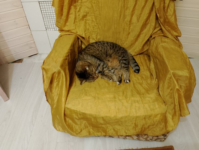 История одного котенка