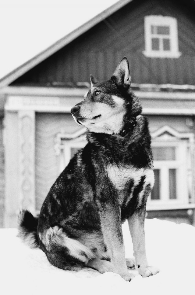 Догхантеров хотят сажать на три года