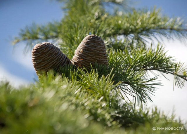 ГД одобрила в первом чтении законопроект об ограничении сбора кедрового ореха