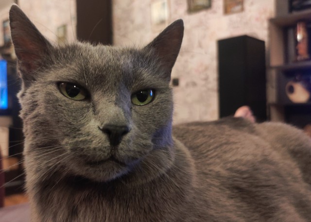 К котовторнику. Кот Роршаха