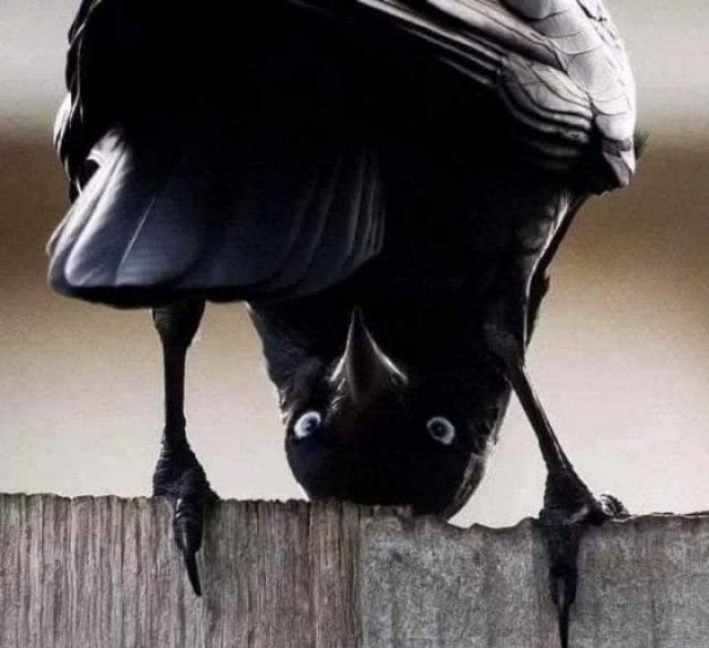 Держи по щекам