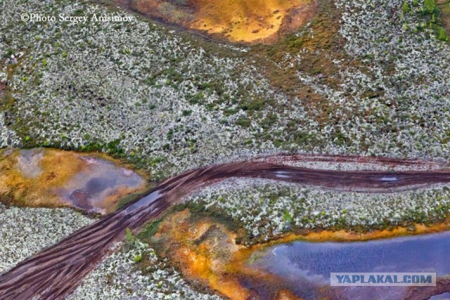 Красота! Лето на Ямале. Фото