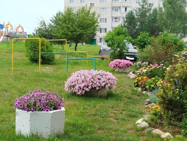 Роза-брюква