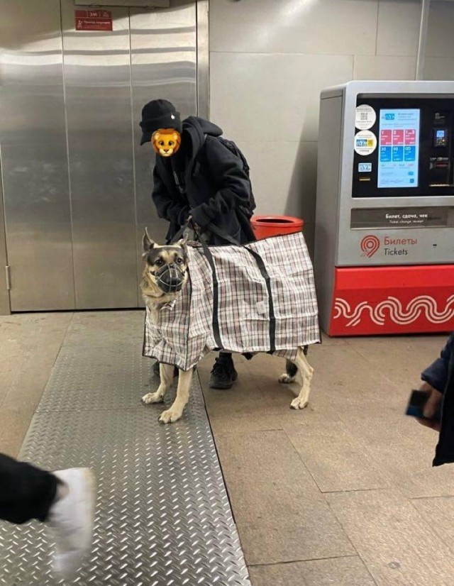 Я всё могу, я всё умею