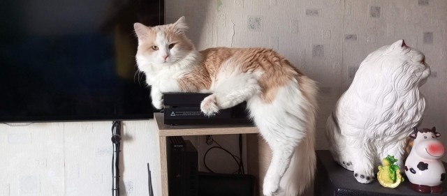 Клуб рабов пополнился