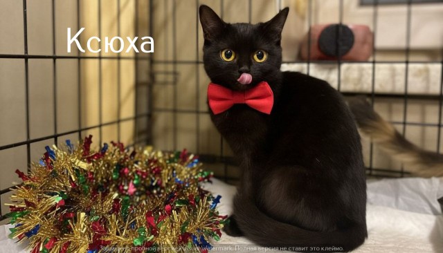 Жизнь домашнего приюта "Котоленд" 526