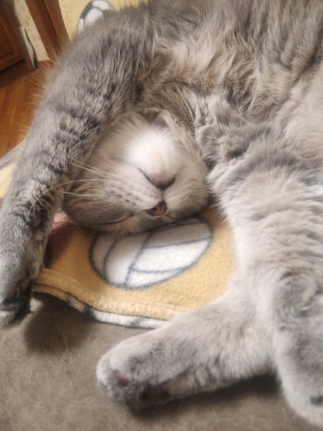 А котовторник уже пришёл?