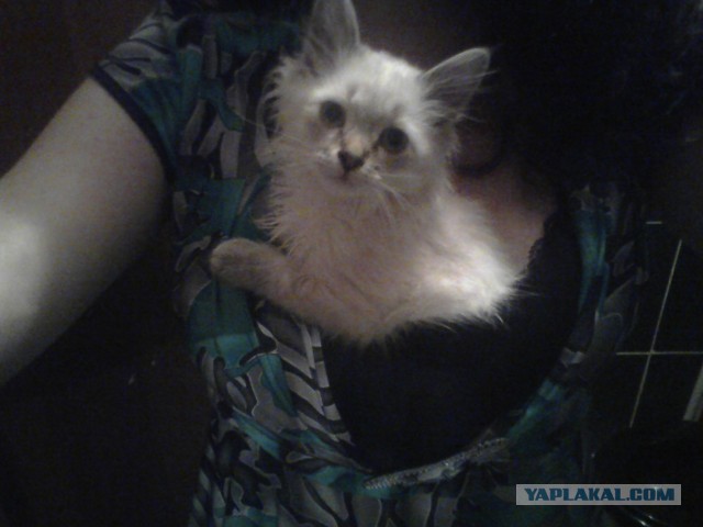 Котовторник 23.07.2013