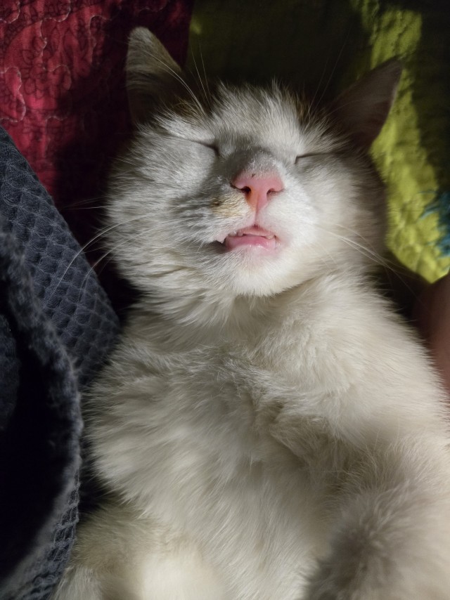 К котовторнику