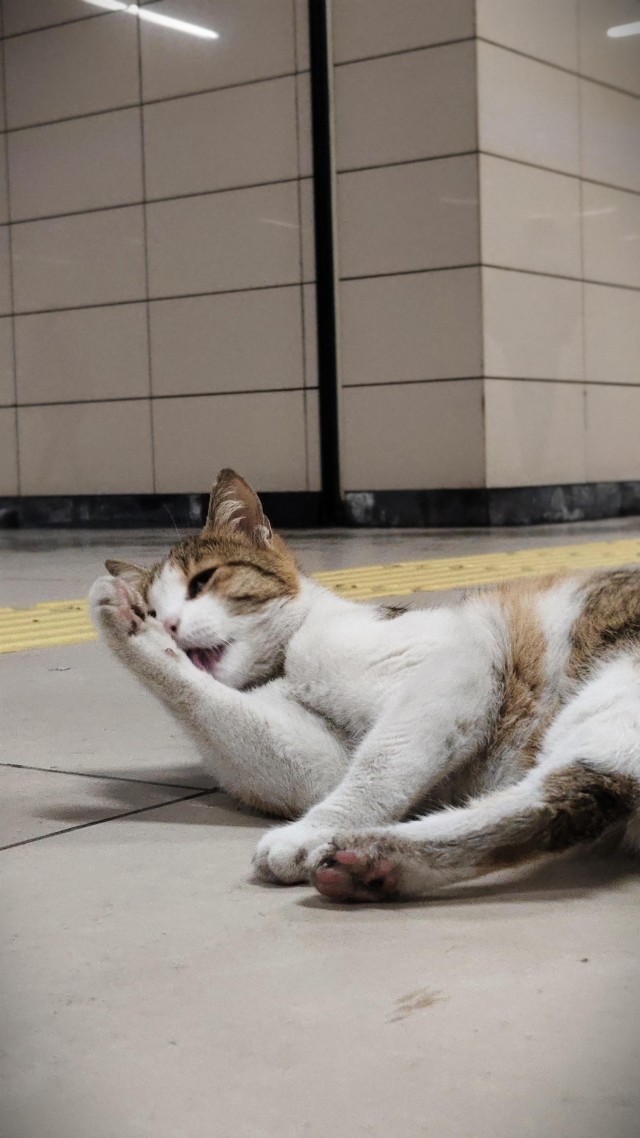 Уличные кошки Стамбула