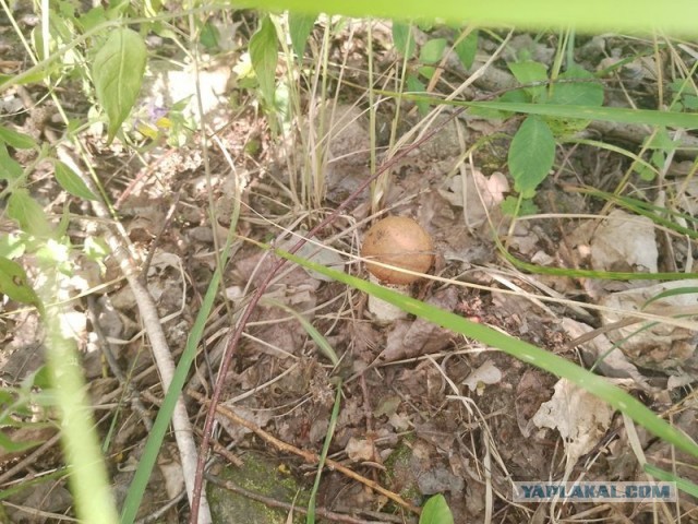 Жизнь домашнего приюта для котеек 580