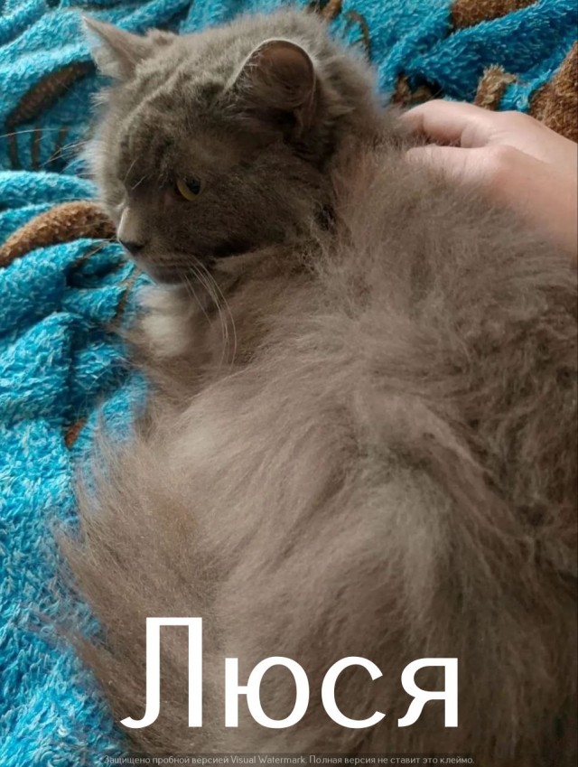 Жизнь домашнего приюта "Котоленд" 568