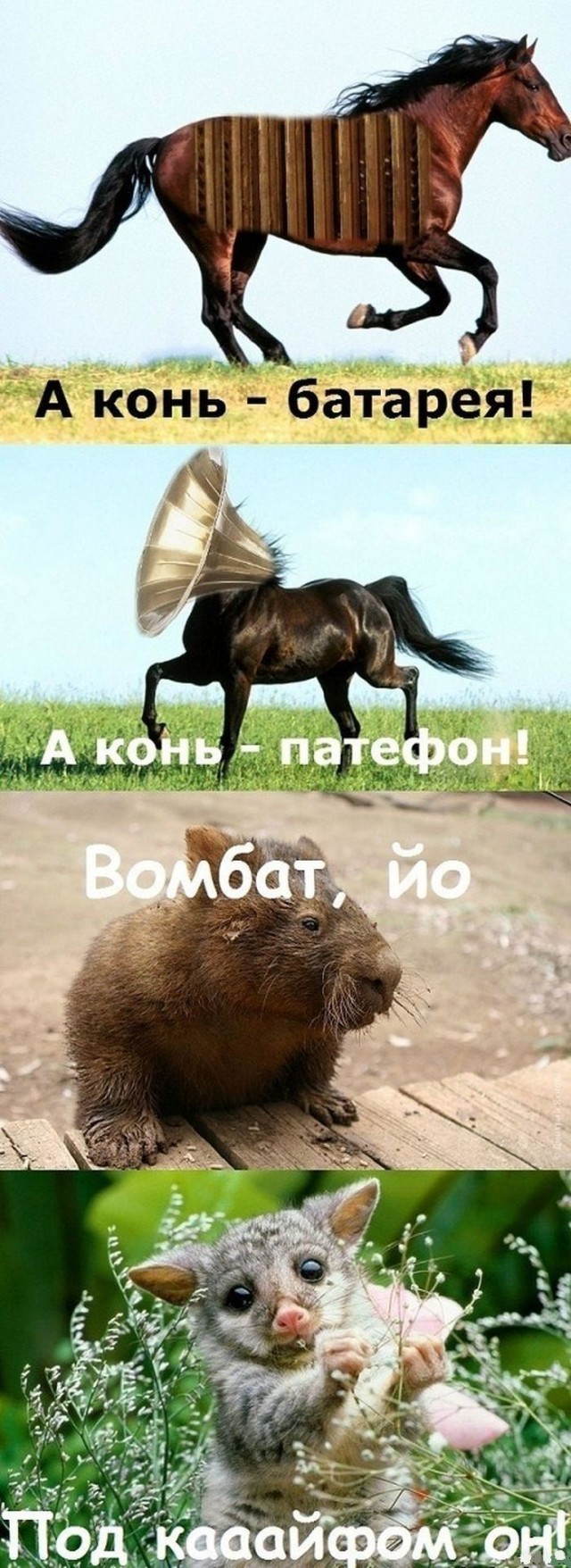 Вомбат батяня