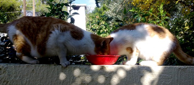 Котовторник 26.11.2013