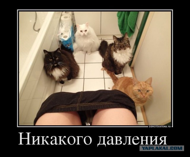 Что должна уметь каждая уважающая себя кошка