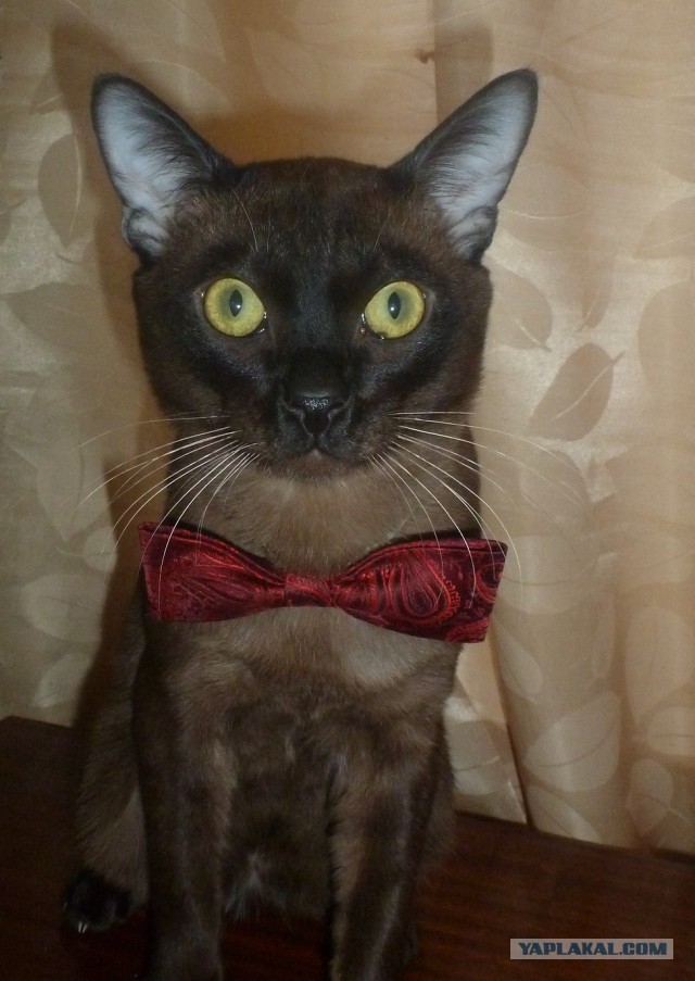 Котовторник 18.03.2014