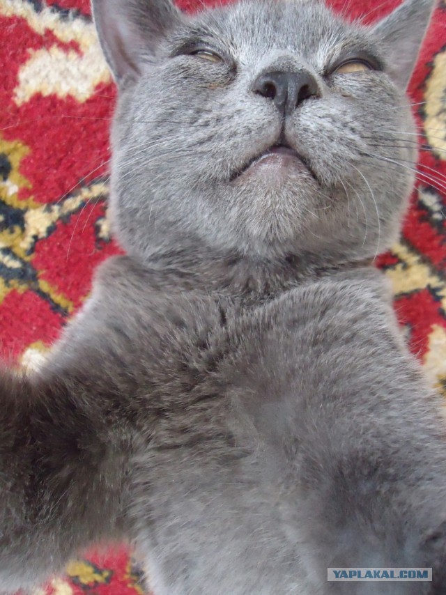Котовторник  25.03.2014