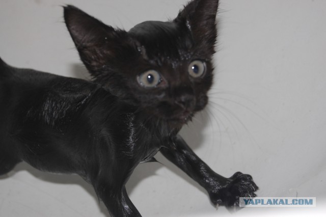 Подкапотный котяка