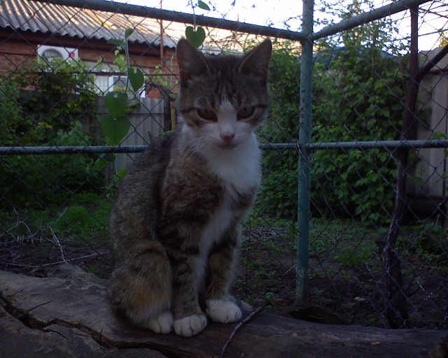 Котовторник 01.04.2014