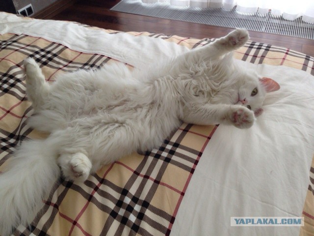 Котовторник   15.04.2014