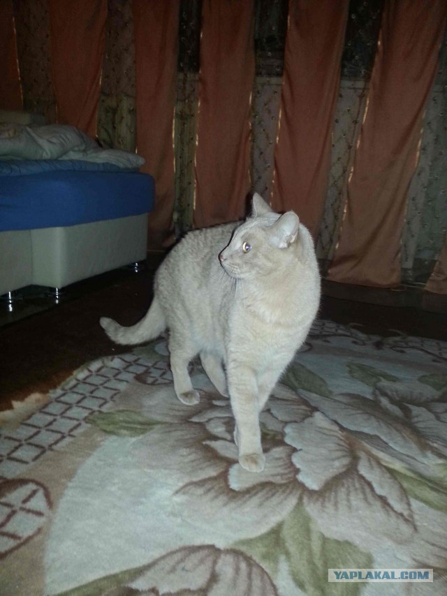 С Котовторником!