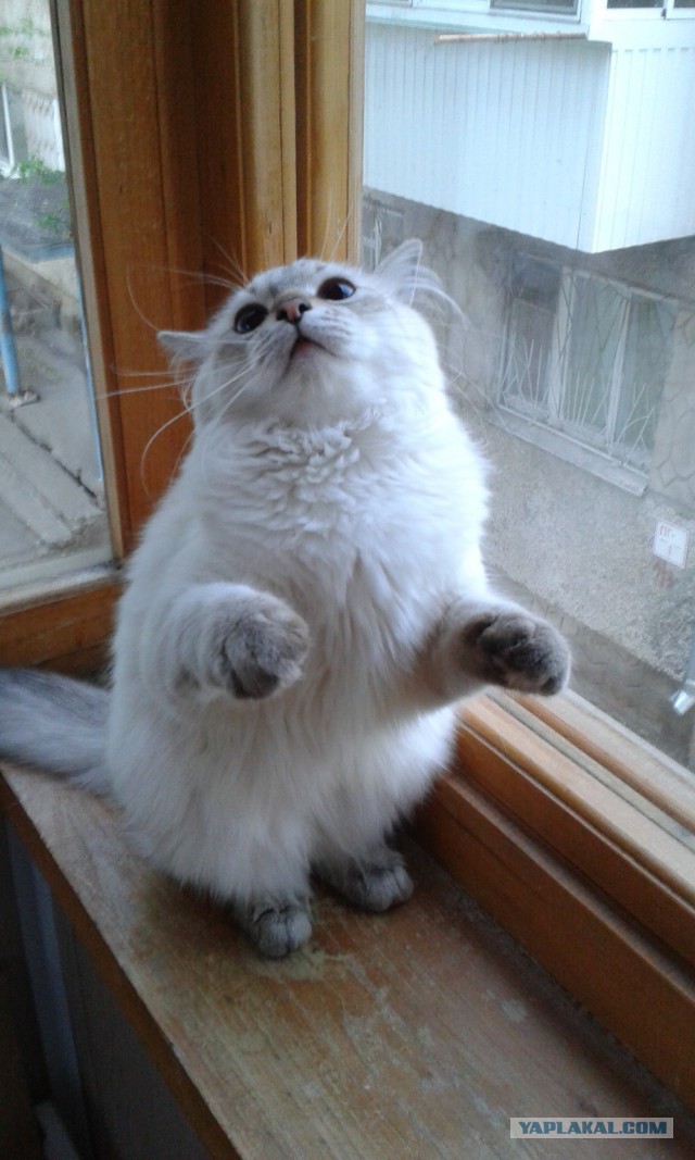 Котовторник 27.5.2014