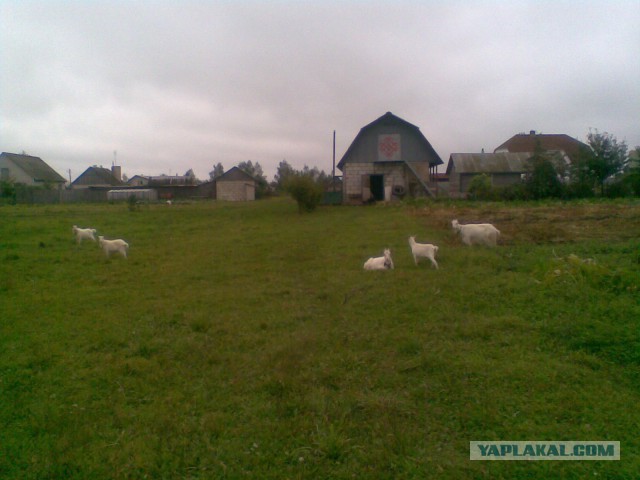 Мои грибочки...