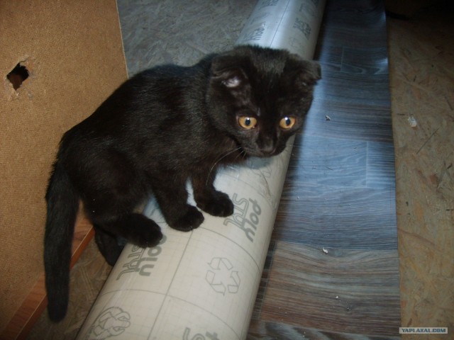 Натяжной потолок (натяжка)