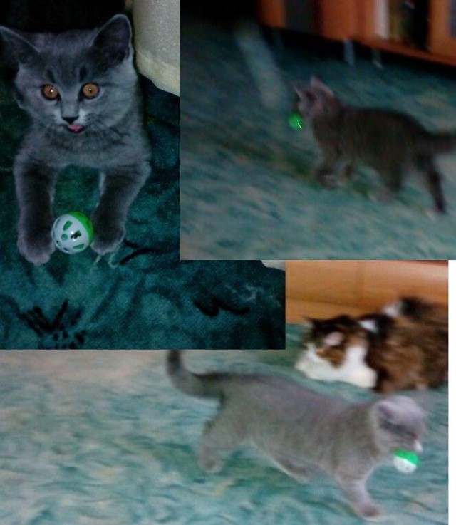 Котовторник