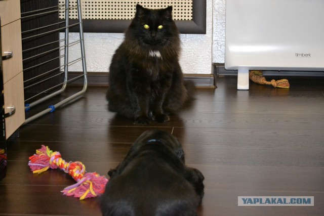 Котовторник 09.06.2015