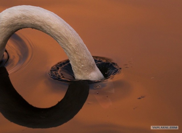 Фотоконкурс National Geographic 2012