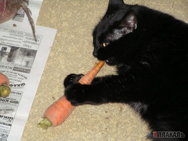 Коты, кошки, котята