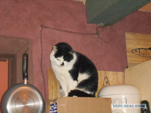 Жизнь домашнего приюта для котеек 95