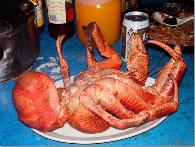 Турист сфотографировался с кокосовым раком