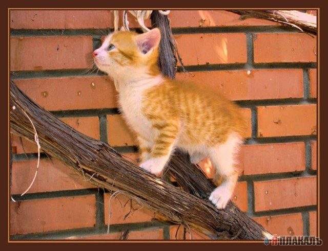 Коты, кошки, котята