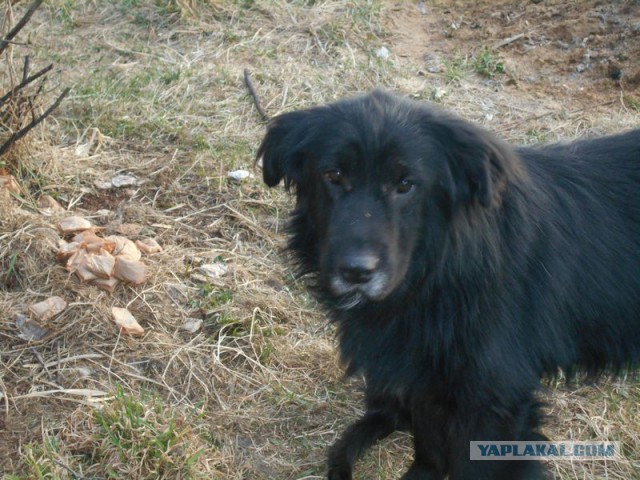 Жизнь домашнего приюта для котеек 108