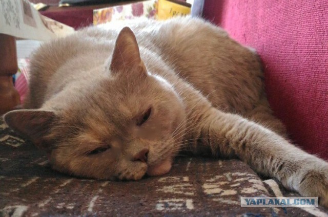 Котовторник  10.05.2016