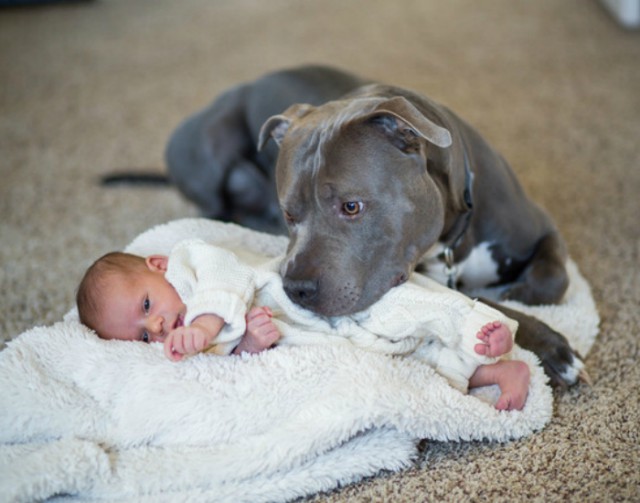 Страшно красивые терьеры