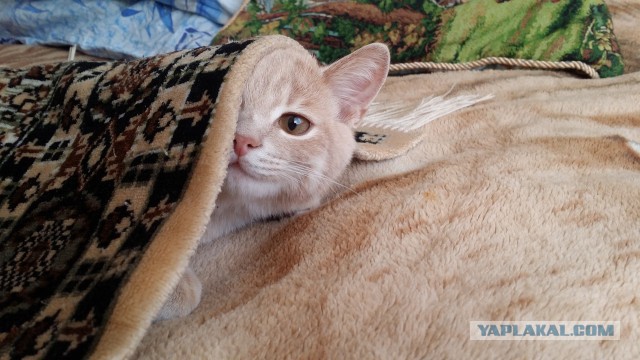 Котовторник 13.09.2016